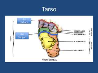 Tarso
Art
Chopart
Art
Lisfranc
 