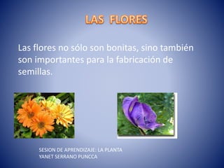 Las flores no sólo son bonitas, sino también
son importantes para la fabricación de
semillas.
SESION DE APRENDIZAJE: LA PLANTA
YANET SERRANO PUNCCA
 