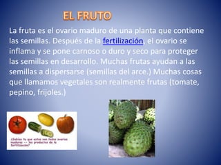 La fruta es el ovario maduro de una planta que contiene
las semillas. Después de la fertilización, el ovario se
inflama y se pone carnoso o duro y seco para proteger
las semillas en desarrollo. Muchas frutas ayudan a las
semillas a dispersarse (semillas del arce.) Muchas cosas
que llamamos vegetales son realmente frutas (tomate,
pepino, frijoles.)
 