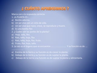 Marca con x la respuesta correcta:
1. LA PLANTA ES :
a) Bonito adorno.
b) Un ser vivo con un ciclo de vida.
c) Un ser vivo que nace, crece, se reproduce y muere.
d) Es una bonita flor.
2. ¿ Cuales son las partes de la planta?
a) Hoja, tallo, flor,
b) Raíz, tallo, hoja, flor.
c) Raíz, tallo, hoja, flor, fruto.
d) Fruto, flor, hoja, tallo.
3. La raíz es el órgano que se encuentra………………………. Y su función es de ….
…………………
a) Encima de la tierra y su función es de crecer la planta.
b) Debajo de la tierra y su función es de sujetar la planta.
c) Debajo de la tierra y su función es de sujetar la planta y alimentarla.
 