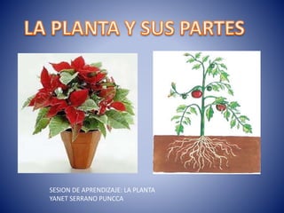 SESION DE APRENDIZAJE: LA PLANTA
YANET SERRANO PUNCCA
 