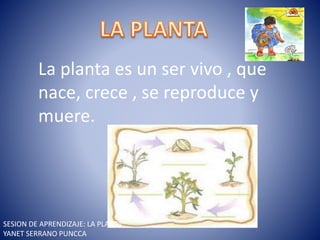 La planta es un ser vivo , que
nace, crece , se reproduce y
muere.
SESION DE APRENDIZAJE: LA PLANTA
YANET SERRANO PUNCCA
 