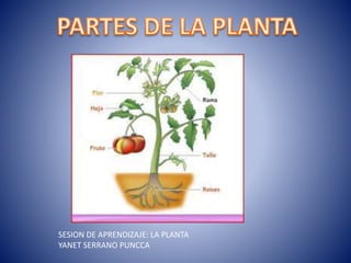 SESION DE APRENDIZAJE: LA PLANTA
YANET SERRANO PUNCCA
 