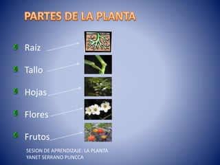 Raíz
Tallo
Hojas
Flores
Frutos
SESION DE APRENDIZAJE: LA PLANTA
YANET SERRANO PUNCCA
 