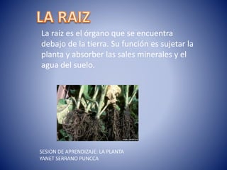 La raíz es el órgano que se encuentra
debajo de la tierra. Su función es sujetar la
planta y absorber las sales minerales y el
agua del suelo.
SESION DE APRENDIZAJE: LA PLANTA
YANET SERRANO PUNCCA
 