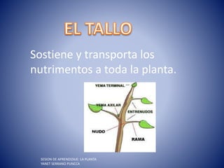 Sostiene y transporta los
nutrimentos a toda la planta.
SESION DE APRENDIZAJE: LA PLANTA
YANET SERRANO PUNCCA
 