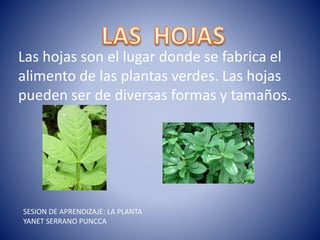 Las hojas son el lugar donde se fabrica el
alimento de las plantas verdes. Las hojas
pueden ser de diversas formas y tamaños.
SESION DE APRENDIZAJE: LA PLANTA
YANET SERRANO PUNCCA
 