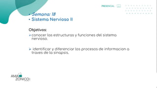 • Semana: 18
• Sistema Nervioso II
Objetivos:
conocer las estructuras y funciones del sistema
nervioso.
 identificar y diferenciar los procesos de informacion a
traves de la sinapsis.
 