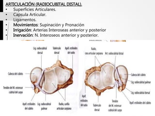 ARTICULACIÓN (RADIOCUBITAL DISTAL).
• Superficies Articulares.
• Capsula Articular.
• Ligamentos.
• Movimientos: Supinación y Pronación
• Irrigación: Arterias Interoseas anterior y posterior
• Inervación: N. Interoseos anterior y posterior.
 