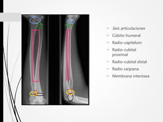  Seis articulaciones
 Cúbito-humeral
 Radio-capitelum
 Radio-cubital
proximal
 Radio-cubital distal
 Radio carpiana
 Membrana interósea
 