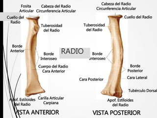 Fosita
Articular
Cabeza del Radio
Circunferencia Articular
Cuello del
Radio
Tuberosidad
del Radio
Borde
Interoseo
Cuerpo del Radio
Cara Anterior
Borde
Anterior
Apof. Estiloides
del Radio
Carilla Articular
Carpiana
Cabeza del Radio
Circunferencia Articular
Cuello del Radio
Tuberosidad
del Radio
Borde
Interoseo
Borde
Posterior
Cara LateralCara Posterior
Tubérculo Dorsal
Apof. Estiloides
del Radio
VISTA ANTERIOR VISTA POSTERIOR
RADIO
 
