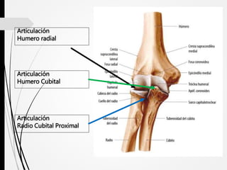Articulación
Humero radial
Articulación
Humero Cubital
Articulación
Radio Cubital Proximal
 
