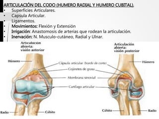 ARTICULACIÓN DEL CODO (HUMERO RADIAL Y HUMERO CUBITAL).
• Superficies Articulares.
• Capsula Articular.
• Ligamentos.
• Movimientos: Flexión y Extensión
• Irrigación: Anastomosis de arterias que rodean la articulación.
• Inervación: N. Musculo-cutáneo, Radial y Ulnar.
 