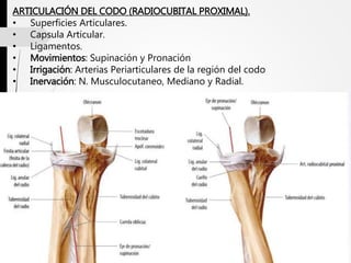 ARTICULACIÓN DEL CODO (RADIOCUBITAL PROXIMAL).
• Superficies Articulares.
• Capsula Articular.
• Ligamentos.
• Movimientos: Supinación y Pronación
• Irrigación: Arterias Periarticulares de la región del codo
• Inervación: N. Musculocutaneo, Mediano y Radial.
 