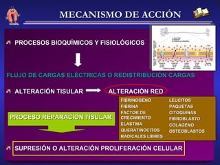 PROCESOS BIOQUÍMICOS Y FISIOLÓGICOS  FLUJO DE CARGAS ELÉCTRICAS O REDISTRIBUCIÓN CARGAS ALTERACIÓN TISULAR  ALTERACIÓN RED  SUPRESIÓN O ALTERACIÓN PROLIFERACIÓN CELULAR  PROCESO REPARACION TISULAR MECANISMO DE ACCIÓN FIBRINOGENO FIBRINA FACTOR DE CRECIMIENTO ELASTINA QUERATINOCITOS RADICALES LIBRES LEUCITOS PAQUETAS CITOQUINAS FIBROBLASTO COLAGENO OSTEOBLASTOS 