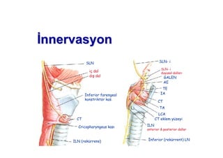 nnernnervasyonvasyon
SLN
iç dal
d $ dal
%nferior farengeal
konstriktör kas
CT
Cricopharyngeus kas
ILN (rekürrens)
SLN- i
SLN- i
duyusal dallar
GALEN
AE
TE
IA
CT
TA
LCA
CT eklem yüzeyi
ILN
anterior & posterior dallar
%nferior (rekürrent) LN
 