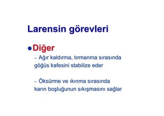 LarLarensin gensin göörevlerirevleri
DiDi erer
–– AA!! r kaldr kald rma, trma, t rmanma srmanma s rasras ndanda
ggöö!!üüs kafesini stabilize eders kafesini stabilize eder
–– ÖÖksksüürme verme ve kk nma snma s rasras ndanda
karkar n bon bo##lulu!!unun sunun s kk ##masmas nn sasa!!larlar
 