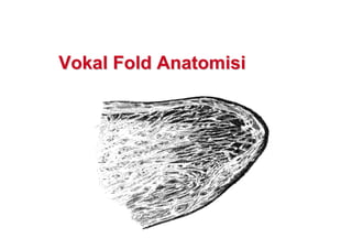 VoVokkal Foldal Fold AnatAnatomisiomisi
 