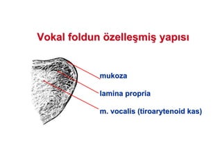 mukozamukoza
laminalamina propriapropria
m.m. vocalisvocalis ((tiroarytenoidtiroarytenoid kas)kas)
Vokal foldunVokal foldun öözellezelle((mimi(( yapyap ss
 