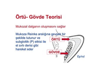 ÖÖrtrtüü-- GGöövde Teorisivde Teorisi
MukozalMukozal dalgandalgan n olun olu##masmas nn sasa!!larlar
MukozaMukoza ReinkeReinke aralaral !! na gevna gev##ek birek bir
##ekilde tutunur veekilde tutunur ve
subglottiksubglottik (P) etkisi ile(P) etkisi ile
el sel s rtrt derisi gibiderisi gibi
hareket ederhareket eder
Epitel
ÖÖRTRTÜÜ
GGÖÖVDEVDE
 