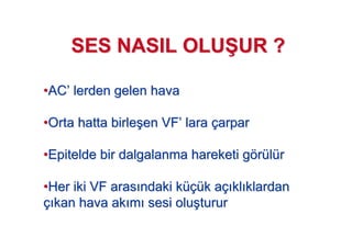 ••ACAC’’ lerdenlerden gelen havagelen hava
••Orta hatta birleOrta hatta birle##en VFen VF’’ laralara ççarpararpar
••EpiteldeEpitelde bir dalgalanma hareketi gbir dalgalanma hareketi göörrüüllüürr
••Her iki VF arasHer iki VF aras ndaki kndaki küçüüçük ak açç klkl klardanklardan
çç kan hava akkan hava ak mm sesi olusesi olu##tururturur
SES NASIL OLUSES NASIL OLU77UR ?UR ?
 