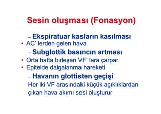 SSesin oluesin olu((masmas ((FonasyonFonasyon))
–– EkspiratuarEkspiratuar kaslarkaslar n kasn kas lmaslmas
•• ACAC’’ lerdenlerden gelen havagelen hava
–– SubglottikSubglottik basbas ncnc n artmasn artmas
•• Orta hatta birleOrta hatta birle##en VFen VF’’ laralara ççarpararpar
•• EpiteldeEpitelde dalgalanma hareketidalgalanma hareketi
–– HavanHavan nn glottistenglottisten gegeççii((ii
Her iki VF arasHer iki VF aras ndaki kndaki küçüüçük ak açç klkl klardanklardan
çç kan hava akkan hava ak mm sesi olusesi olu##tururturur
 