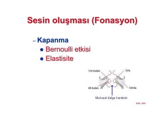SSesin oluesin olu((masmas ((FonasyonFonasyon))
–– KapanmaKapanma
Bernoulli eBernoulli etkisitkisi
ElastisiteElastisite
 
