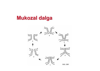 MuMukkoozzalal dalgadalga
 