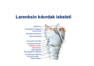 LarenksinLarenksin kk kk rdak iskeletirdak iskeleti
Epiglottis
Hyoepiglottik ligament
Hyoid kemik
Thyrohyoid membran
Thyroid k k rdak
Corniculate k k rdak
Arytenoid k k rdak
muskuler proses
vokal proses
vokal ligament
Thyroepiglottik ligament
Cricothyroid membran
Cricoid k k rdak
Trakea halkas
 