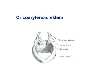 CricoarytenoidCricoarytenoid eklemeklem
Corniculate k k rdak
muskuler proses
vokal proses
Cricoid k k rdak
 