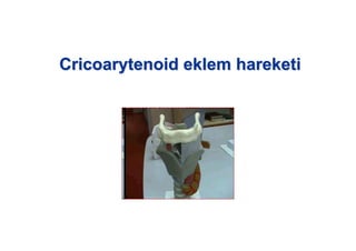 CricoarytenoidCricoarytenoid eklem hareketieklem hareketi
 