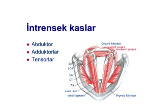 ntntrensek kaslarrensek kaslar
AbduAbduktorktor
AdduAdduktorlarktorlar
TensorTensorlarlar
Thyroid k k rdakvokal ligament
vokal kas
TA
CT
IA
LCA
IA
Cricoid k k rdak
vokal proses
muskuler proses
 