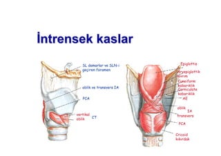 ntrntrensek kaslarensek kaslar
SL damarlar ve SLN-i
geçiren foramen
oblik ve transvers IA
PCA
vertikal
oblik CT
Epiglottis
Aryepiglottik
k vr m
Cuneiform
kabar kl k
Corniculate
kabar kl k
AE
oblik
transvers
IA
PCA
Cricoid
k k rdak
 