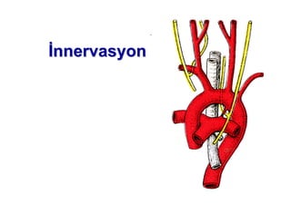 nnernnervasyonvasyon
 