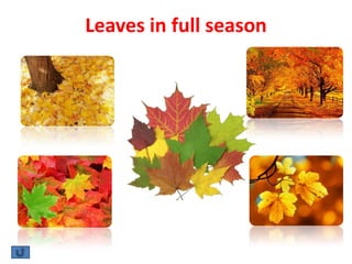 Leaves in full season
 