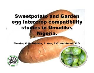 Sweetpotato and Garden
egg intercrop compatibility
studies in Umudike,
Nigeria.
Ebeniro, C.N., Udealor, A. Ano, A.O. and Amadi, C.O.
 