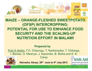 MAIZE – ORANGE-FLESHED SWEETPOTATO
(OFSP) INTERCROPPING:
POTENTIAL FOR USE TO ENHANCE FOOD
SECURITY AND THE SCALING-UP
NUTRITION EFFORT IN MALAWI
Putri E Abidin, F.C. Chipungu, T. Nyekanyeka, T. Chilanga,
I. Benesi, O. Mwenye, J. Kazembe, B. Botha and E. E.
CareyMALAWI GOVERNMENT
Prepared by
Naivasha, Kenya, 30th June to 4th July 2013
 