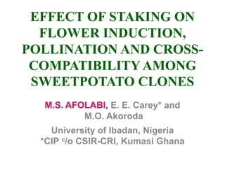 EFFECT OF STAKING ON
FLOWER INDUCTION,
POLLINATION AND CROSS-
COMPATIBILITY AMONG
SWEETPOTATO CLONES
M.S. AFOLABI, E. E. Carey* and
M.O. Akoroda
University of Ibadan, Nigeria
*CIP c/o CSIR-CRI, Kumasi Ghana
 