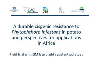 A durable cisgenic resistance to 
Phytophthora infestans in potato 
and perspectives for applications 
in Africa
Field trial with GM late blight resistant potatoes
 