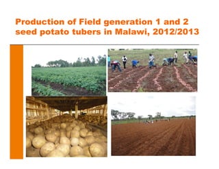 Production of Field generation 1 and 2
seed potato tubers in Malawi, 2012/2013
 