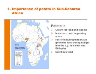 1. Importance of potato in Sub-Saharan
Africa
Potato is:
Grown for food and income
Main cash crop in growing
areas
Faster maturing than maize
(provides food during hunger
months e.g. in Malawi and
Ethiopia)
Nutritious food
 