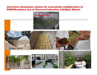 Innovative Aeroponics system for seed potato multiplication at
DARS-Bvumbwe and at Universal Industries Ltd-Njuli, Malawi
Tissue culture
Screen house
 