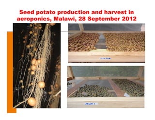 Seed potato production and harvest in
aeroponics, Malawi, 28 September 2012
 