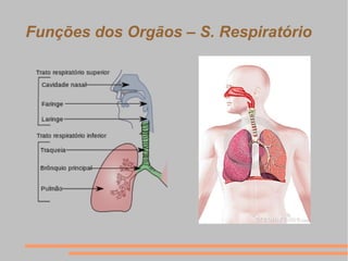 Funções dos Orgãos – S. Respiratório
 