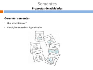 Sementes
Propostas de atividades
Germinar sementes
• Que sementes usar?
• Condições necessárias à germinação

 