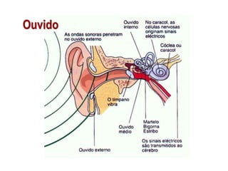 Ouvido

 