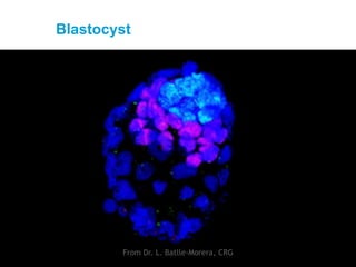 Blastocyst
From Dr. L. Batlle-Morera, CRG
 