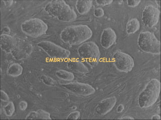 11
EMBRYONIC STEM CELLS
 