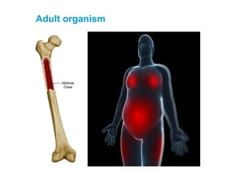 Adult organism
 