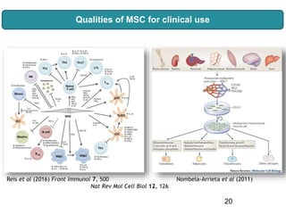 Qualities of MSC for clinical use
20
Reis et al (2016) Front Immunol 7, 500 Nombela-Arrieta et al (2011)
Nat Rev Mol Cell Biol 12, 126
 